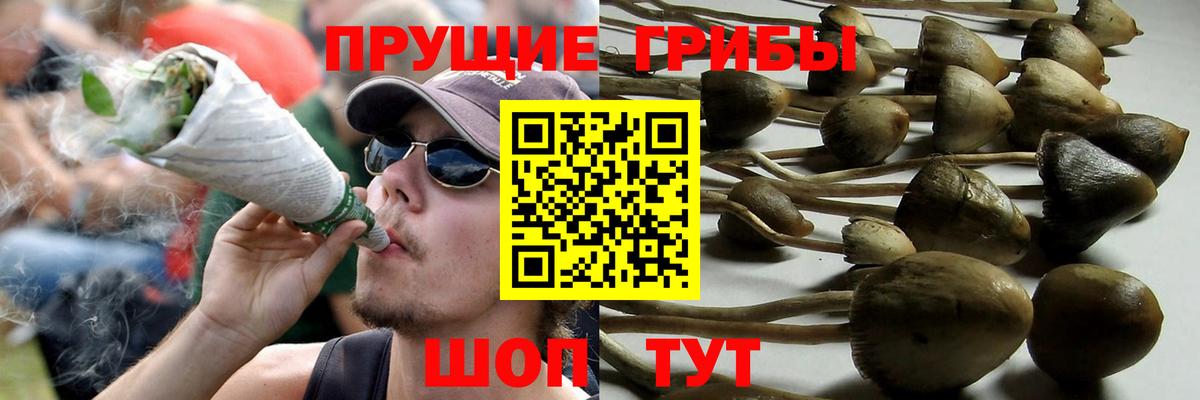 Галлюциногенные грибы прущие грибы Кохма